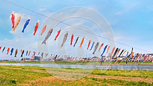 Koinobori carp-shaped windsocks over Kitakami river during fullbloom Cherry Blossom at Kintakami Tenshochi park, Iwate , Japan