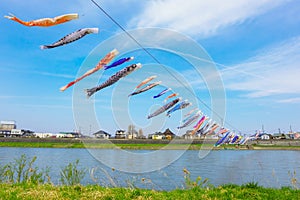 Koinobori carp-shaped windsocks over Kitakami river during fullbloom Cherry Blossom at Kintakami Tenshochi park, Iwate , Japan