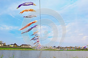 Koinobori carp-shaped windsocks over Kitakami river during fullbloom Cherry Blossom at Kintakami Tenshochi park, Iwate , Japan