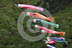 koinobori flown in the sky during children's day in japan