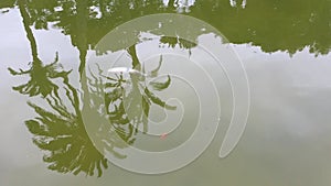 Kois (Cyprinus carpio) and palm trees (Phoenix canariensis) reflections on a pond's surface