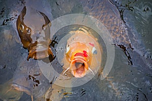 Kois with head out of the water and open mouth