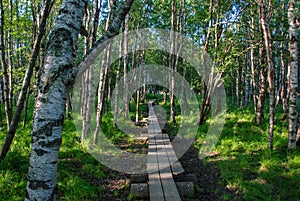 Koivusaari nature trail photo