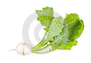 Kokabu japanese white salad turnip with greens