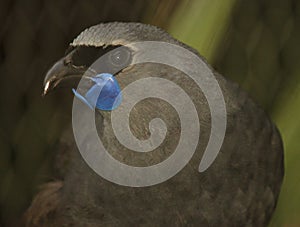 Kokako Endemic Wattlebird of New Zealand