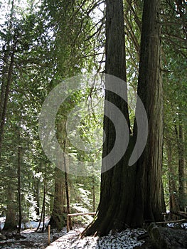 Kokanee Glacier Provincial Park, Red Cedars in Temperate Rainforest in British Columbia, Canada