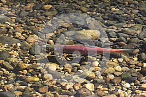 Kokanee Salmon in Mission Creek photo