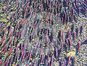 Kokanee Salmon Spawning