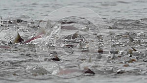 Kokanee Salmon Spawning