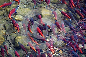 Kokanee salmon spawning in river