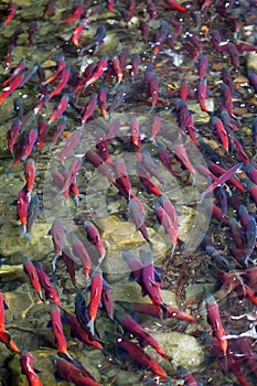 Kokanee salmon spawning in river