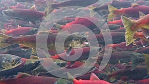 Kokanee salmon spawning upstream in creek