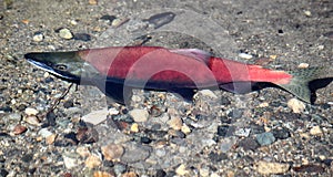 Kokanee Salmon Swimming photo