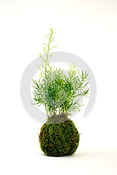 Kokedama with Asparagus plant