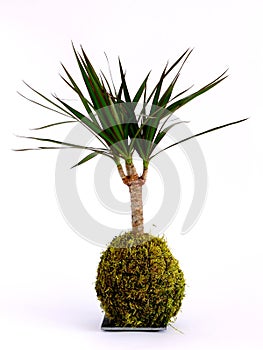 Kokedama dracena marginata