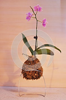 Kokedama moss ball with pink orchid phalaenopsis