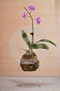 Kokedama moss ball with pink orchid phalaenopsis