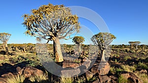 Kokerboom tree