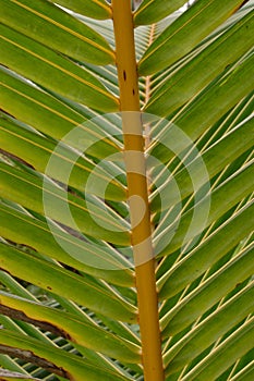 Koki Beach Palm