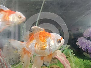 The Koki Goldfish