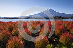 Kokia and Mount Fuji during the autumn leaves at Lake Kawakuchiko