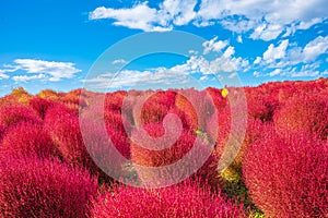 Kokia (summer cypress) at Hitachi Seaside Park