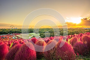 Kokia (summer cypress) at Hitachi Seaside Park