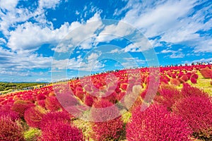 Kokia (summer cypress) at Hitachi Seaside Park photo