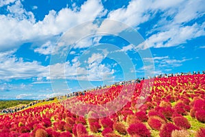 Kokia (summer cypress) at Hitachi Seaside Park photo