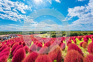 Kokia (summer cypress) at Hitachi Seaside Park photo