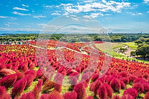 Kokia (summer cypress) at Hitachi Seaside Park photo