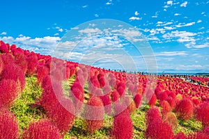 Kokia (summer cypress) at Hitachi Seaside Park photo