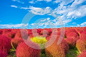 Kokia (summer cypress) at Hitachi Seaside Park photo