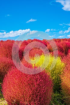 Kokia (summer cypress) at Hitachi Seaside Park photo