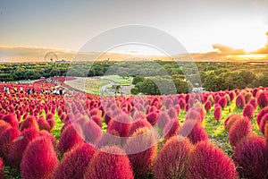 Kokia (summer cypress) at Hitachi Seaside Park photo