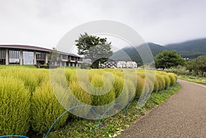 Kokia tumble weed at Oishi park, Lake Kawaguchiko photo