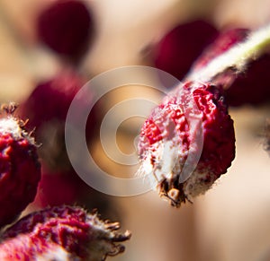 Kokina flower plant, macro photo.