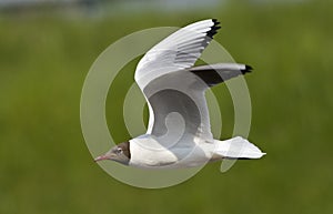 Kokmeeuw, Black-headed Gull, Chroicocephalus ridibundus