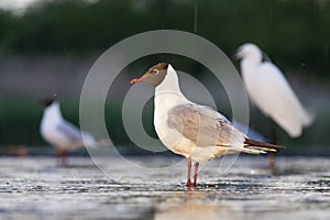 Kokmeeuw, Common Black-headed Gull, Croicocephalus ridibundus