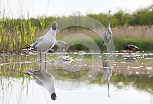 Kokmeeuw, Common Black-headed Gull, Croicocephalus ridibundus