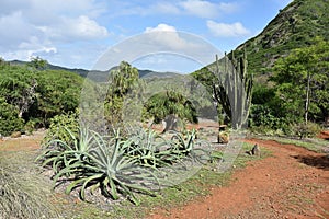 Koko Crater Botanical Garden