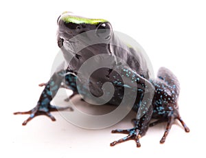 Kokoe poison dart frog, Phyllobates aurotaenia