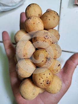 Kokosan is the name of one variety of duku fruit that tastes sour. Other names are pisitan, bibitan, pijetan. photo