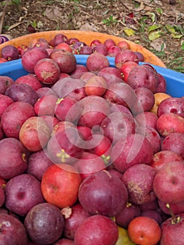 Kokum fruit in a basket (Motion blur)