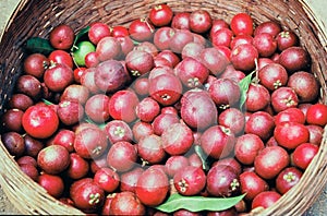 Kokum fruit Garcinia Indica in Basket for village photo