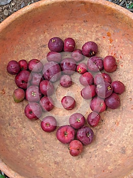 Kokum fruit picked from the tree ,in a bucket.(Selective focus)