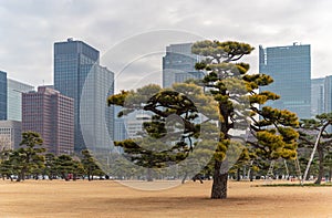 Kokyo Gaien National Garden I photo