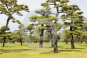 Kokyo Gaien National Garden, the outer gardens of the Imperial Palace in Tokyo, Japan photo