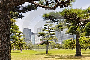 Kokyo Gaien National Garden, the outer gardens of the Imperial Palace in Tokyo, Japan photo