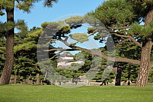 Kokyo Gaien National Garden. Tokyo. Japan photo